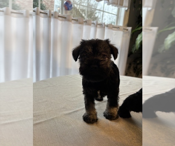 Medium Photo #17 Schnauzer (Miniature) Puppy For Sale in MURFREESBORO, TN, USA