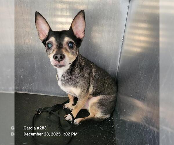 Medium Photo #1 Chihuahua-Unknown Mix Puppy For Sale in San Antonio, TX, USA