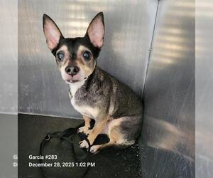 Chihuahua-Unknown Mix Dogs for adoption in San Antonio, TX, USA