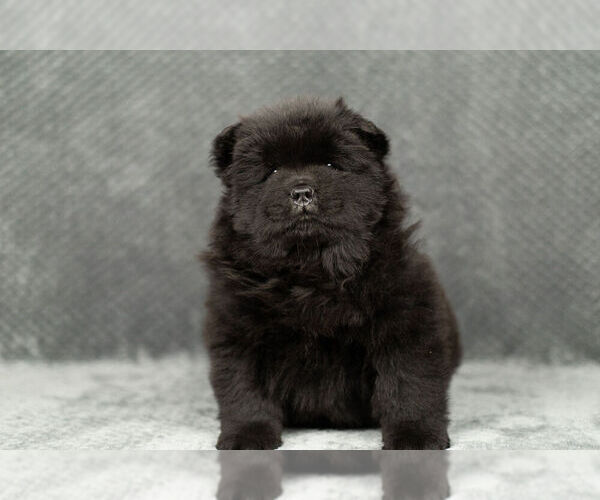 Medium Photo #6 Chow Chow Puppy For Sale in NAPPANEE, IN, USA