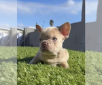 Small Photo #11 French Bulldog Puppy For Sale in CHATTANOOGA, TN, USA