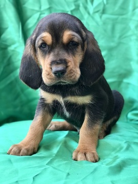 Medium Photo #1 Bloodhound Puppy For Sale in JURUPA VALLEY, CA, USA