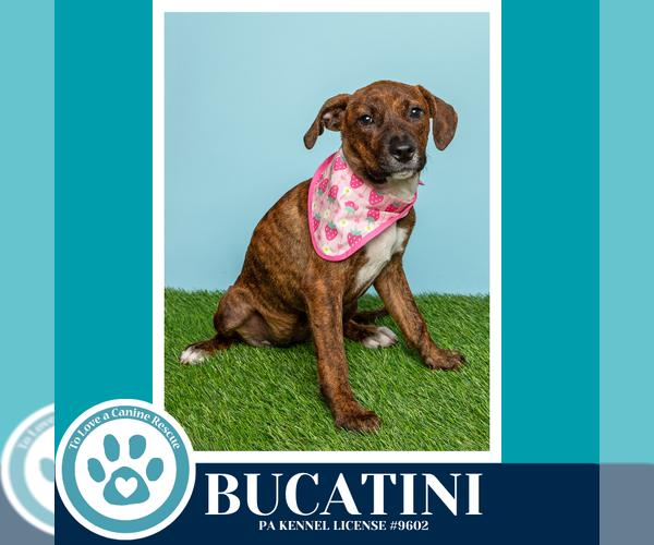 Medium Photo #4 Boxer-Unknown Mix Puppy For Sale in Kimberton, PA, USA