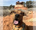Small Photo #160 Mutt Puppy For Sale in Kanab, UT, USA