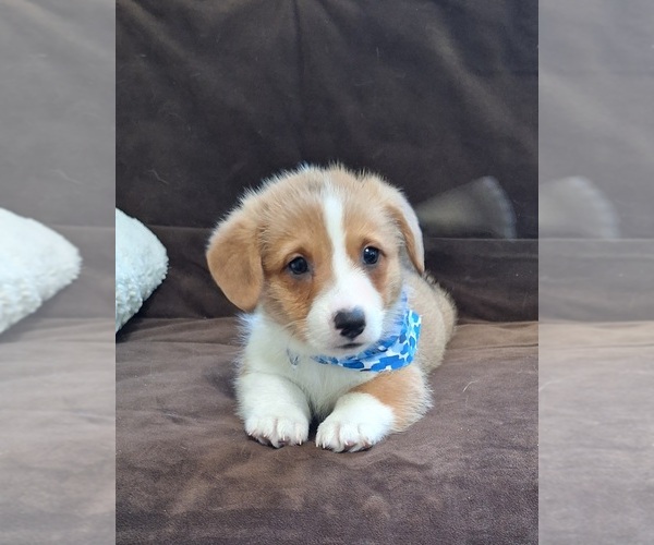 Medium Photo #39 Pembroke Welsh Corgi Puppy For Sale in ARROYO GRANDE, CA, USA