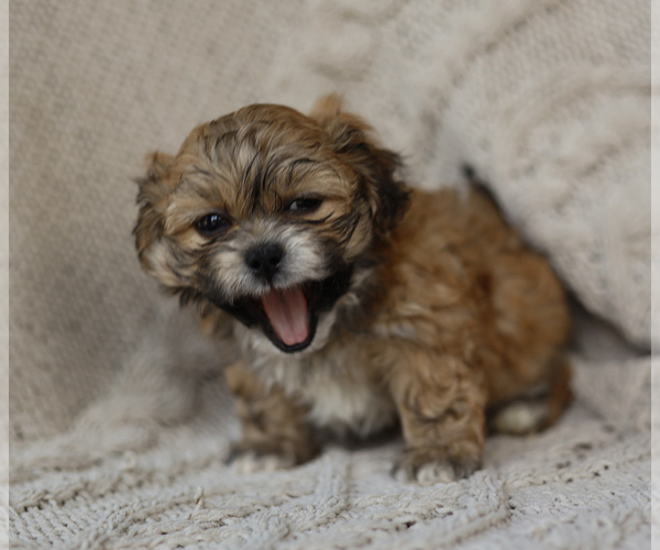 Medium Photo #6 Zuchon Puppy For Sale in HOUSE SPRINGS, MO, USA