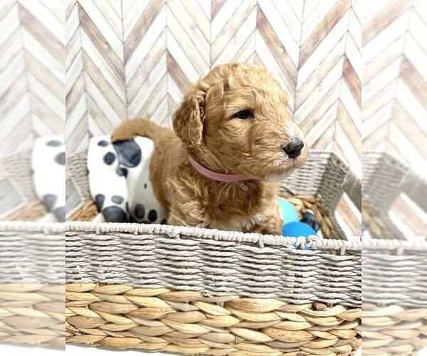 Medium Photo #2 Goldendoodle Puppy For Sale in CONWAY, SC, USA