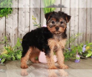 Yorkshire Terrier Puppy for sale in MOUNT VERNON, OH, USA