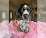 Small Photo #6 German Wirehaired Pointer Puppy For Sale in DEER RIVER, MN, USA