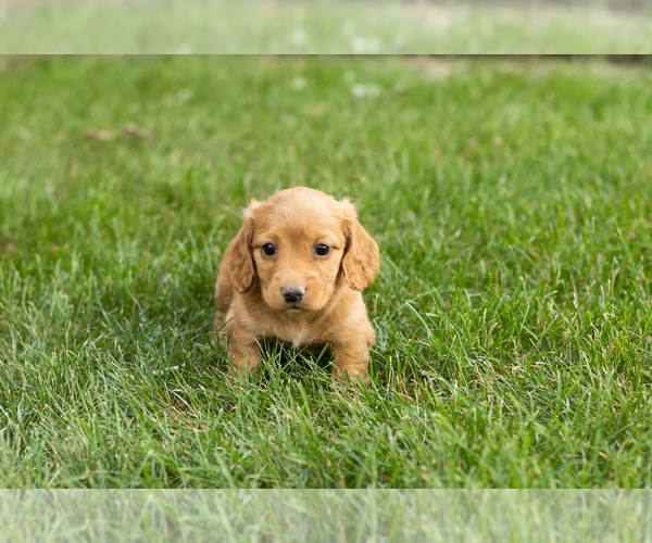 Medium Photo #3 Dachshund Puppy For Sale in MILFORD, IN, USA