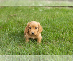 Small #2 Dachshund