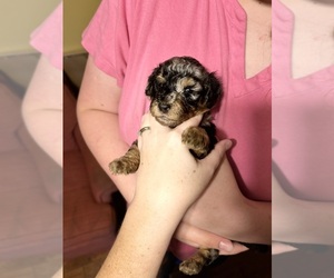 Poodle (Standard) Puppy for sale in SPARTANBURG, SC, USA