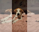 Small #1 Beagle Mix