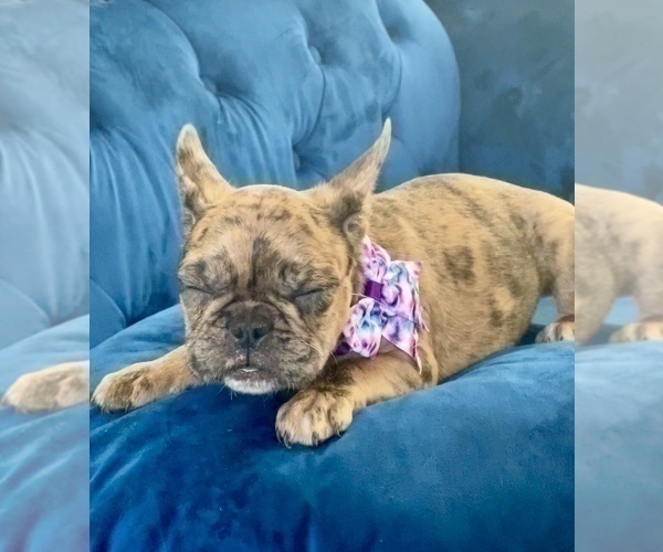 Medium Photo #7 French Bulldog Puppy For Sale in RALEIGH, NC, USA