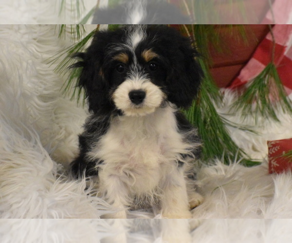Medium Photo #6 Cavachon Puppy For Sale in ELDORADO, OH, USA