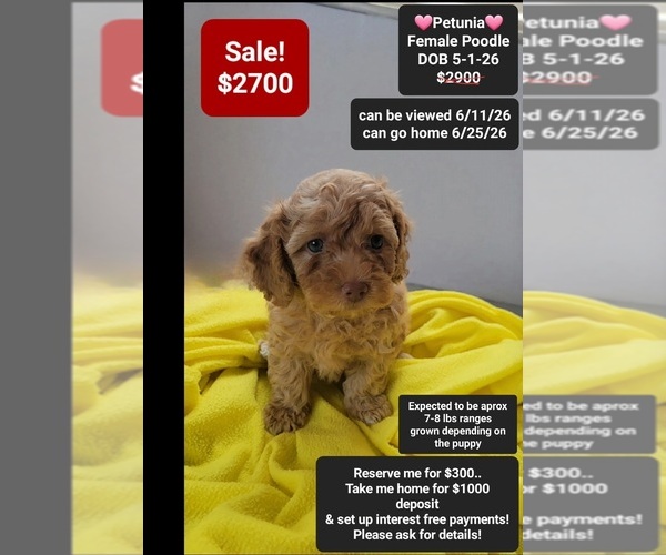 Medium Photo #1 Poodle (Toy) Puppy For Sale in TUCSON, AZ, USA