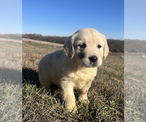 English Cream Golden Retriever Puppy for sale in DEARBORN, MO, USA