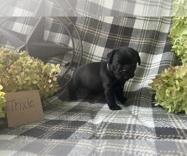 Medium Photo #2 Puggle Puppy For Sale in ELKTON, VA, USA