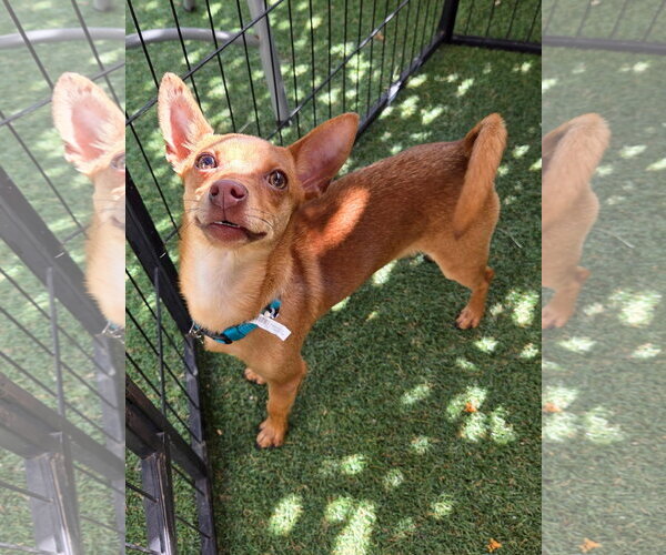 Medium Photo #2 Chihuahua-Unknown Mix Puppy For Sale in Davis, CA, USA