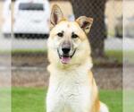 Small German Shepherd Dog