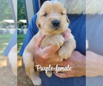 Small #7 Golden Retriever