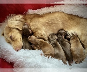 Mother of the Dachshund puppies born on 10/27/2023