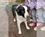 Small Photo #3 Border Collie-Great Pyrenees Mix Puppy For Sale in Bend, OR, USA