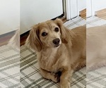 Small #8 Dachshund