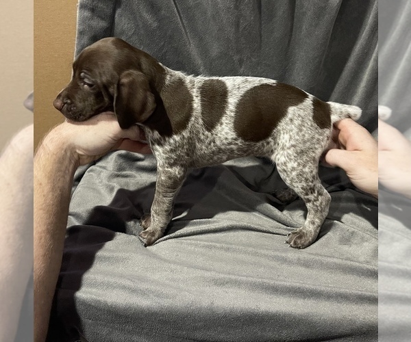 Medium Photo #2 German Shorthaired Pointer Puppy For Sale in MAKANDA, IL, USA