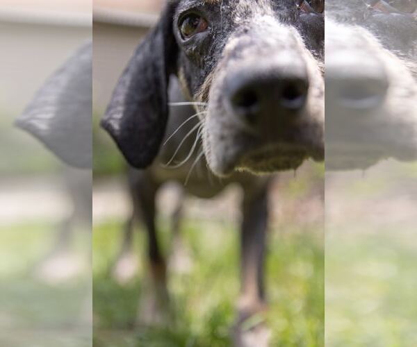 Medium Photo #19 Bluetick Coonhound-Unknown Mix Puppy For Sale in Princeton, MN, USA