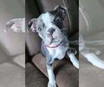 Small #3 Boston Terrier