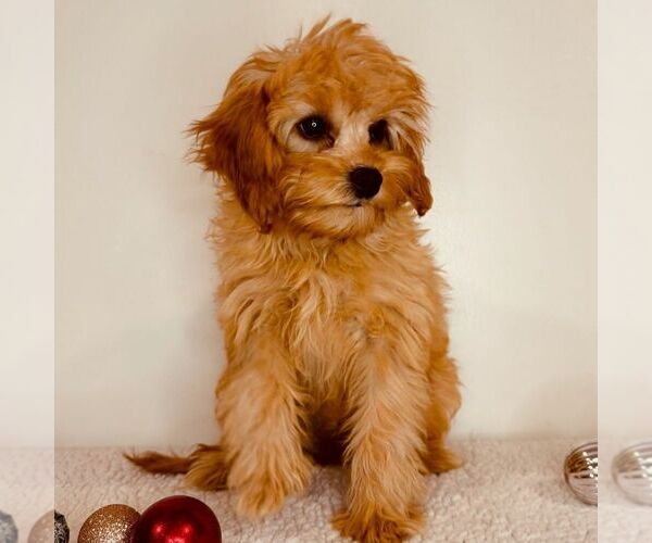 Medium Photo #2 Cavapoo (Miniature) Puppy For Sale in NEWPORT, PA, USA