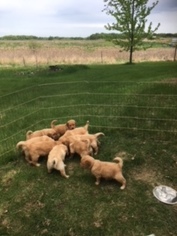 Golden Retriever Puppy for sale in SOUTH HAVEN, MN, USA
