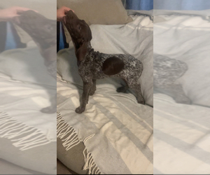 German Shorthaired Pointer Puppy for Sale in WILLIAMSBURG, Virginia USA