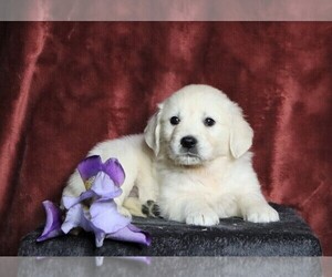 English Cream Golden Retriever Puppy for sale in FREDERICKSBG, OH, USA