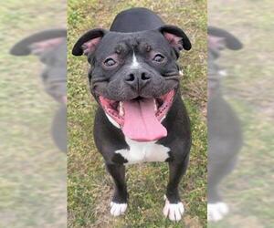Staffordshire Bull Terrier-Unknown Mix Dogs for adoption in Akron, OH, USA