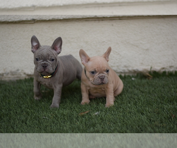 Medium Photo #6 French Bulldog Puppy For Sale in LOS ANGELES, CA, USA