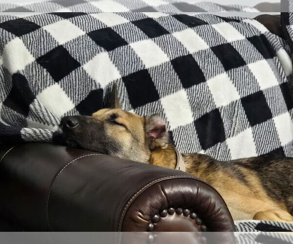 Medium Photo #2 Mutt Puppy For Sale in Imlay City, MI, USA