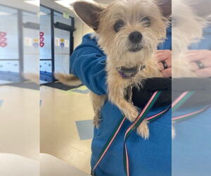 Mutt Dogs for adoption in Fort Wayne, IN, USA