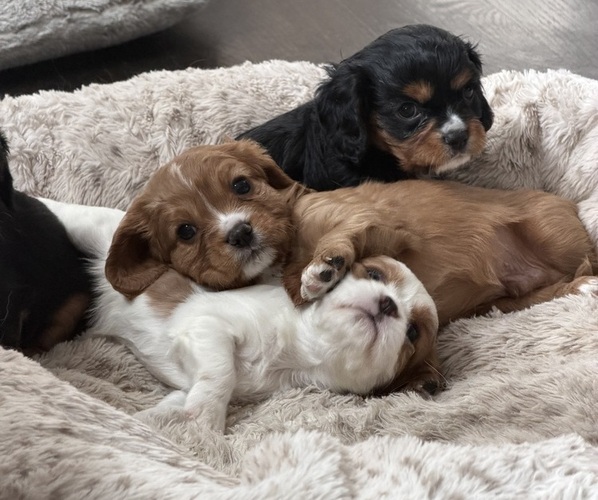 Medium Photo #8 Cavalier King Charles Spaniel Puppy For Sale in PARKER, CO, USA