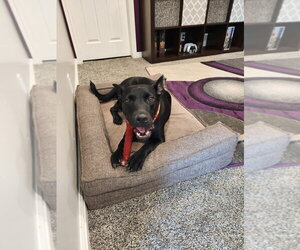 Mutt Dogs for adoption in Salt Lake City, UT, USA