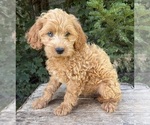 Small #2 Cockapoo (Miniature)