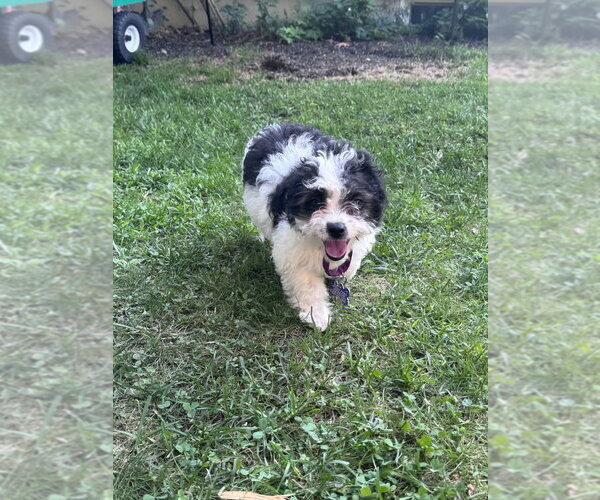 Medium Photo #11 Mutt Puppy For Sale in Oak Bluffs, MA, USA