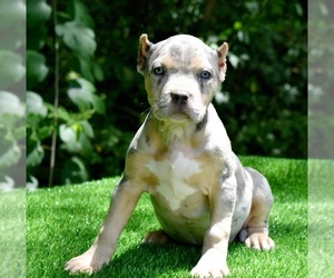American Bully Puppy for sale in CLEVELAND, GA, USA