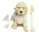 Small Photo #1 Poodle (Standard) Puppy For Sale in CEDAR CITY, UT, USA