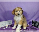 Small Photo #41 Bernedoodle-Poodle (Toy) Mix Puppy For Sale in BLACK FOREST, CO, USA