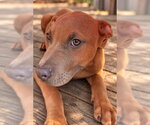 Small Photo #3 Labrador Retriever-Unknown Mix Puppy For Sale in Southbury, CT, USA