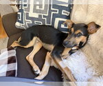 Small Labrador Retriever Mix