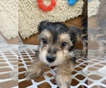 Small Photo #6 Morkie Puppy For Sale in NEW PORT RICHEY, FL, USA
