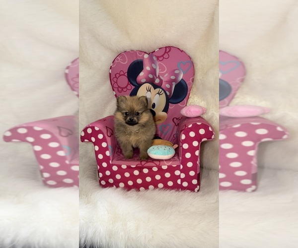 Medium Photo #5 Pomeranian Puppy For Sale in JOLIET, IL, USA